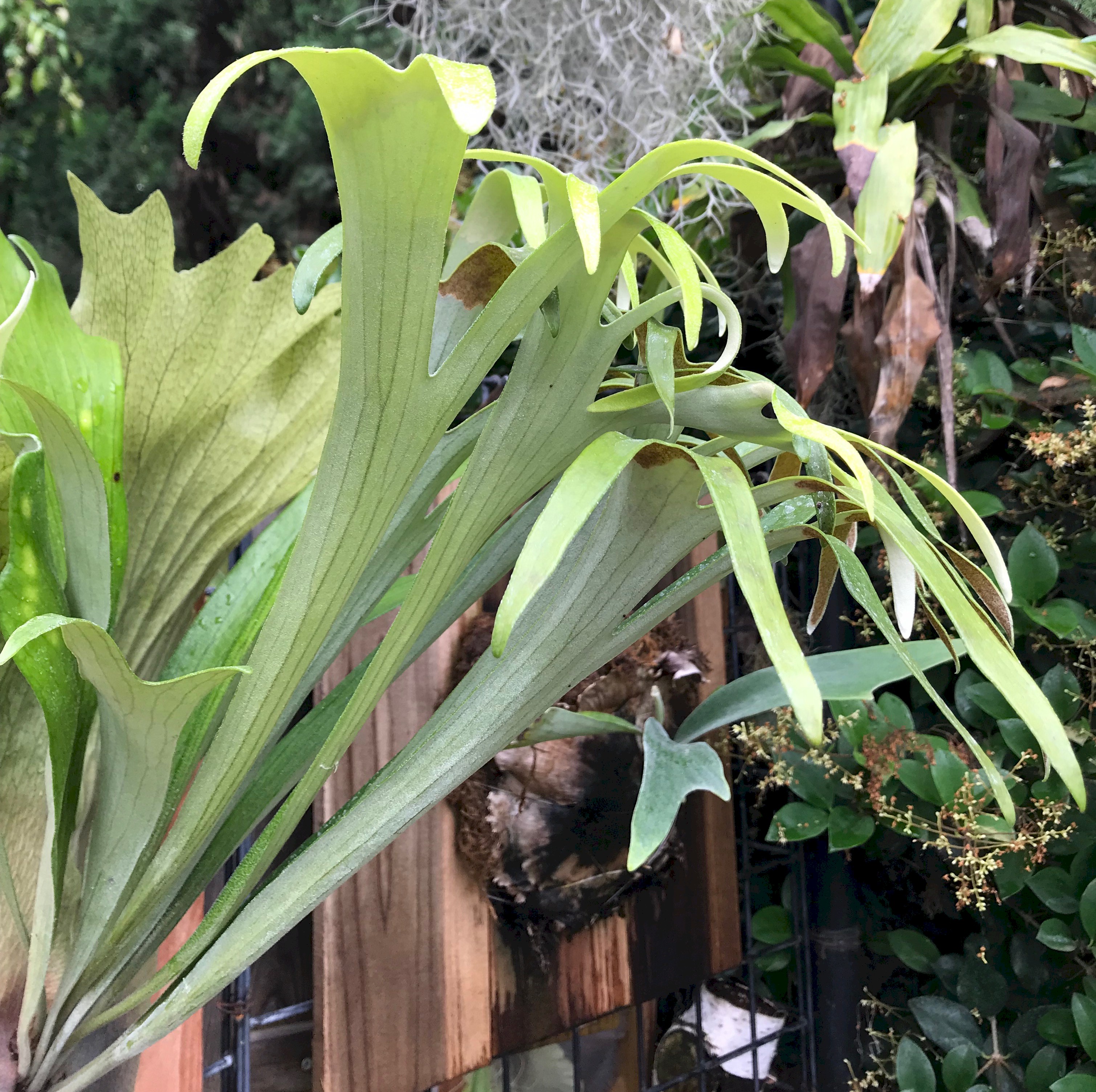 Platycerium Willinckii